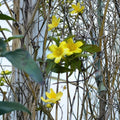 Yellow Flowered Jasmine Carolina Vine Seeds | 25+ Seeds | USA Grown | Fragrant Climbing Vine | Easy to Grow