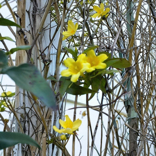 Yellow Flowered Jasmine Carolina Vine Seeds | 25+ Seeds | USA Grown | Fragrant Climbing Vine | Easy to Grow