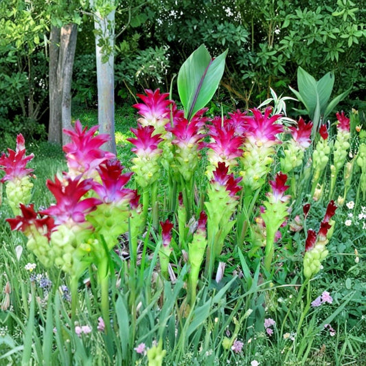 Red Curcuma Rhizomes – 4 oz Live Root Rhizomes | Ornamental Turmeric | Fast Growing Tropical Flower