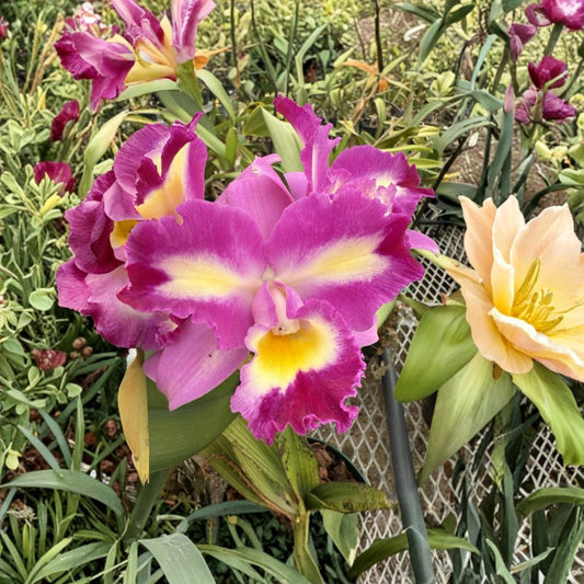 Cattleya Orchid ‘Surprise’ – Live Bare Root Orchid Division | 2-Stem Plant | No Tag | Tropical Flowering Orchid | Collector's Plant