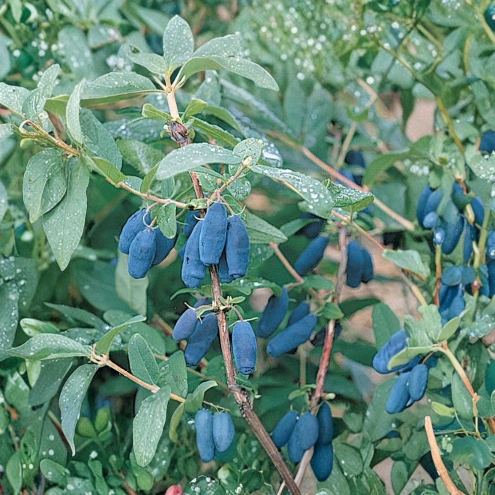 Honeyberry 'Berry Blue' – 8 Fresh Cuttings | Lonicera caerulea | Edible Berry Shrub | Propagation Ready