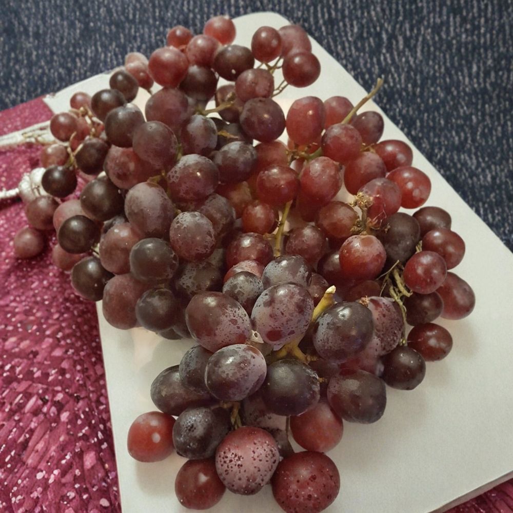 Red Globe Grape Vine – Vitis vinifera Live Plant | 3 Gallon Size | Self-Fertile Fruit Vine | Fresh Eating, Juice & Wine Grape | Easy to Grow