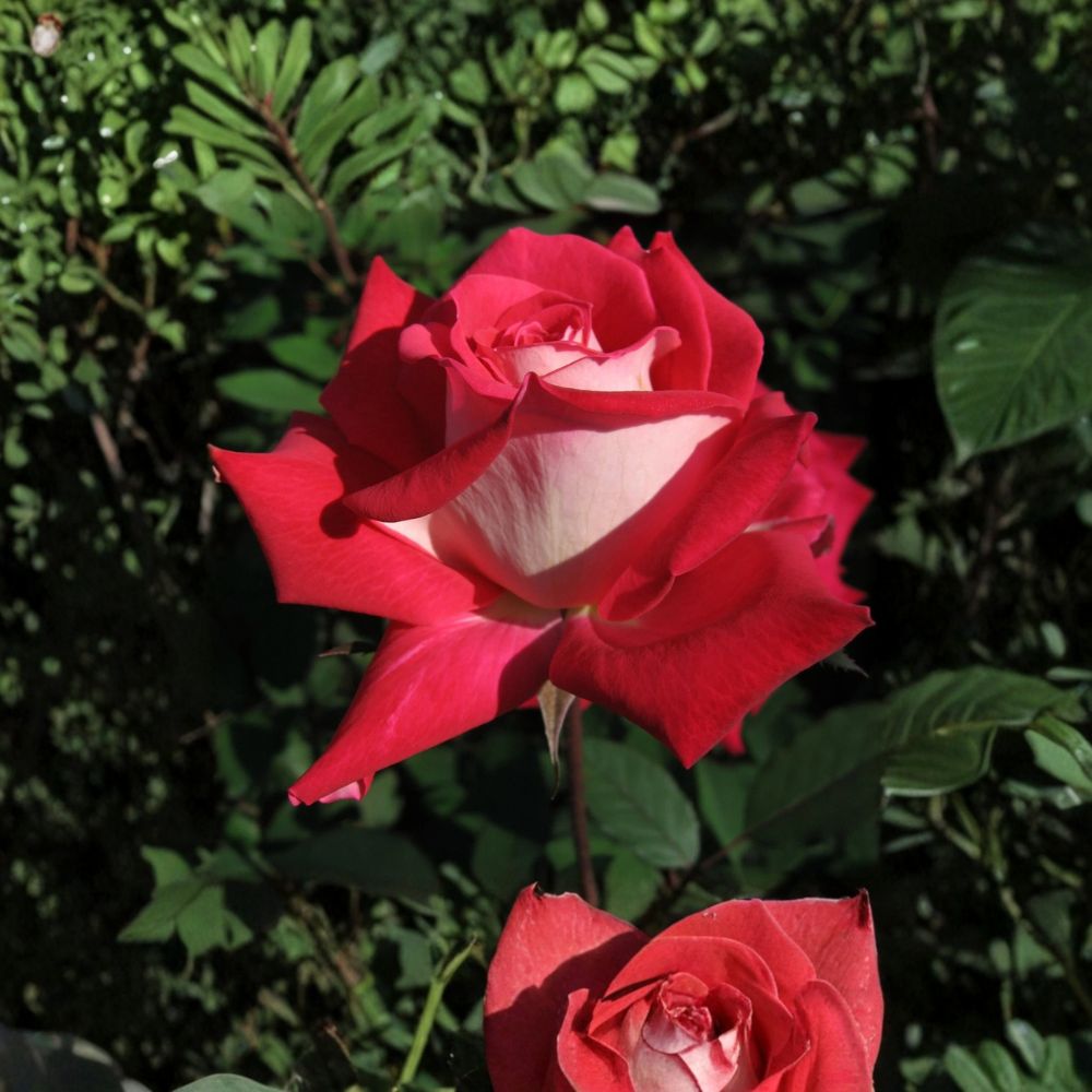 LOVE Grandiflora Rose – Rosa Hybrid Live Plant | 3 Gallon Rose Bush | Ruby Red & White Blooms | Fragrant Flowering Rose | Two-Year-Old Field Grown Plant