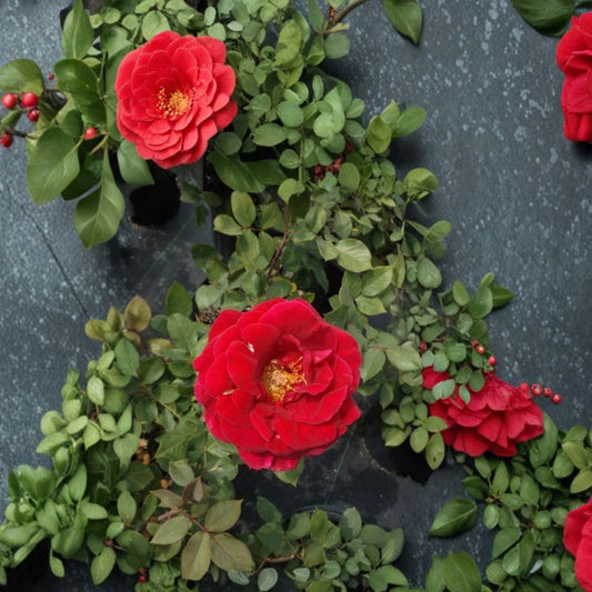 Mr. Lincoln Rose – Rosa Hybrid Live Plant | 2 Gallon Size | Deep Red Hybrid Tea Rose | Includes Root-Wrapped Plant | Fragrant Garden Favorite | Easy to Grow