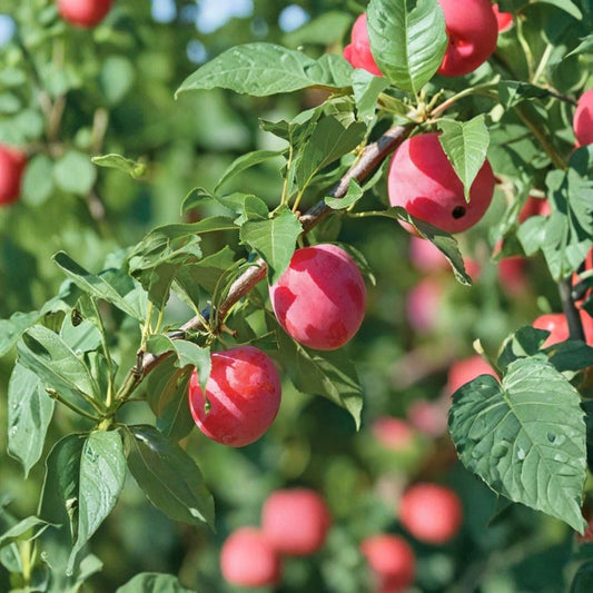 American Plum – Live Rooted Starter Plant | Prunus americana | Bare Root | Hardy Fruit Tree | Easy to Grow