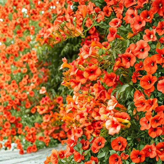 Hummingbird Butterfly Trumpet Vine Live Bare Root Plant – Orange Flowers | Fast Growing Perennial Vine | Full Sun | Pollinator Garden
