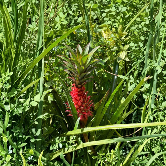 Florida Special Pineapple Live Plants – Set of 2 | 4–6 Inch Tropical Fruit Starters | Ananas comosus | No Pot