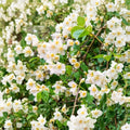 Sweet Mock Orange Plants – 3 Pack Bare Root | Philadelphus coronarius | 12–24 Inch Starter Shrubs | Fragrant White Spring Flowers | Hardy Garden Hedge
