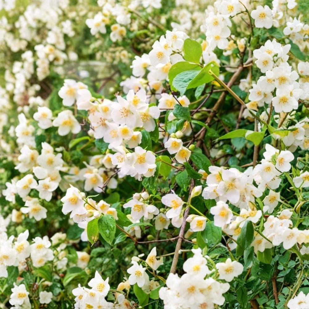 Sweet Mock Orange Plants – 3 Pack Bare Root | Philadelphus coronarius | 12–24 Inch Starter Shrubs | Fragrant White Spring Flowers | Hardy Garden Hedge