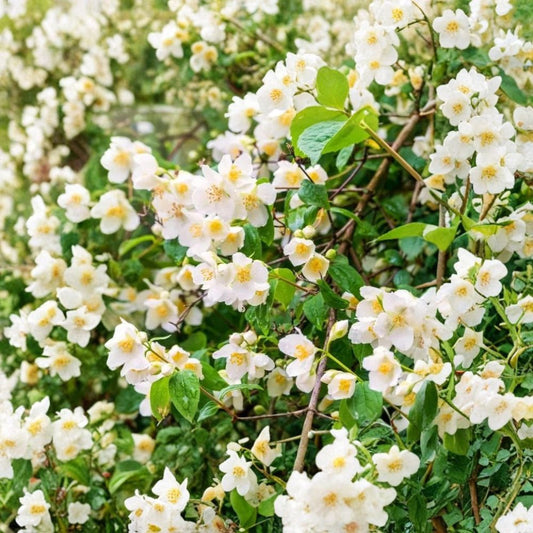 Sweet Mock Orange Plants – 3 Pack Bare Root | Philadelphus coronarius | 12–24 Inch Starter Shrubs | Fragrant White Spring Flowers | Hardy Garden Hedge