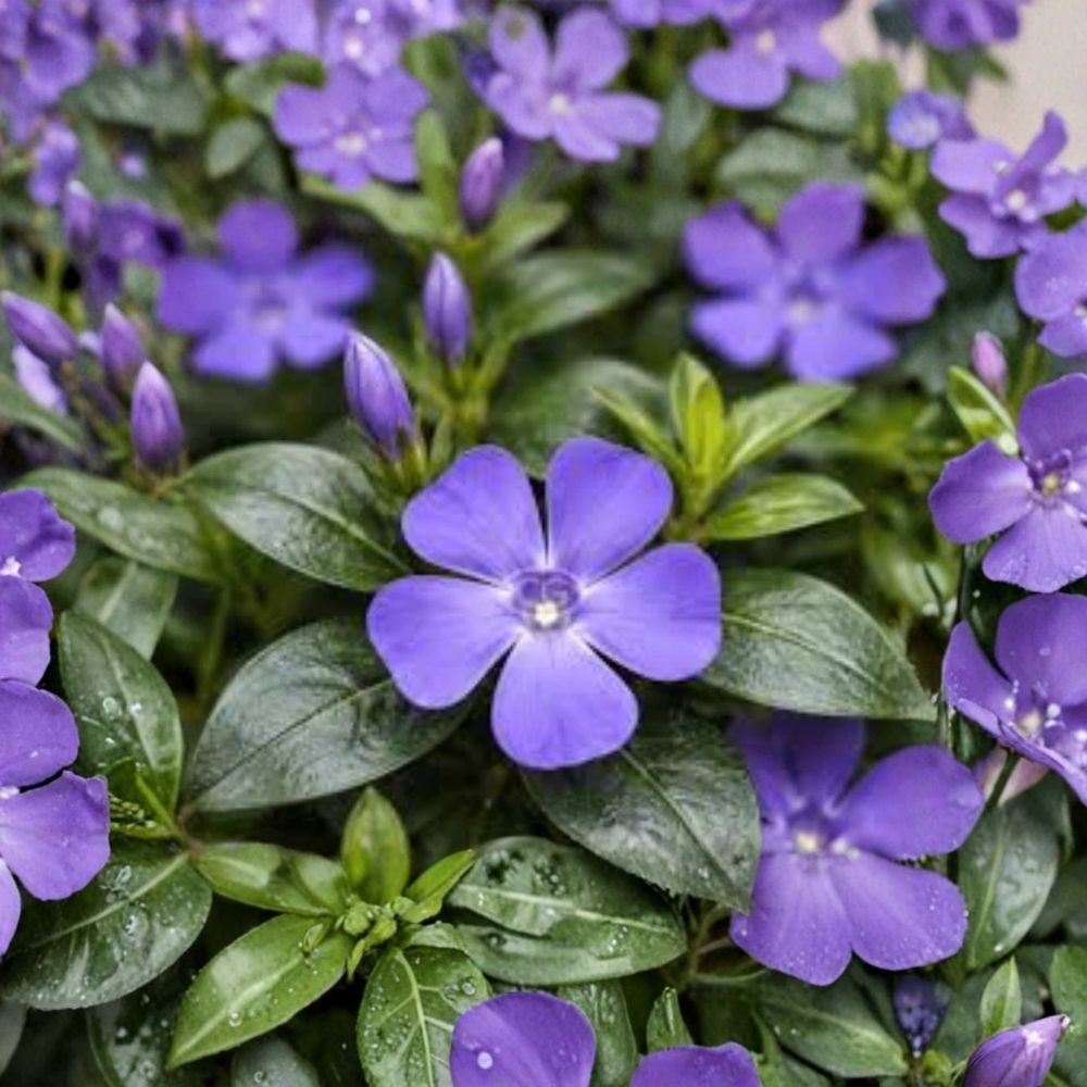 Periwinkle – 5 Live Bare Root Plants | Vinca minor | Evergreen Ground Cover | Creeping Myrtle | Easy to Grow