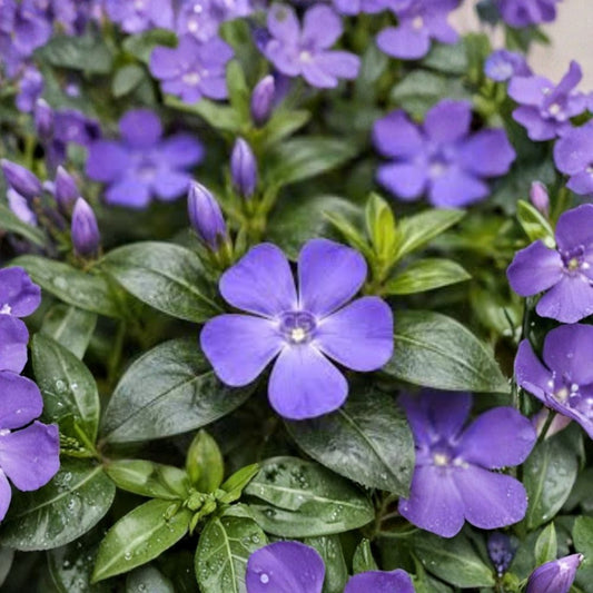 Periwinkle – 5 Live Bare Root Plants | Vinca minor | Evergreen Ground Cover | Creeping Myrtle | Easy to Grow