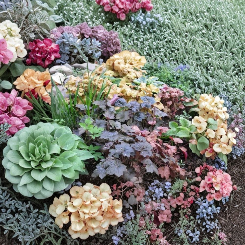 Coral Bells Heuchera – Alumroot Flower Seeds | 1,200 Seeds | Shade Garden Favorite | Pollinator Friendly Perennial | Easy to Grow
