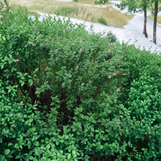 Live Spearmint Plant – Mentha spicata | 3" Nursery Pot | Fragrant Mint Herb | Fresh Green Foliage | Perennial Garden Plant