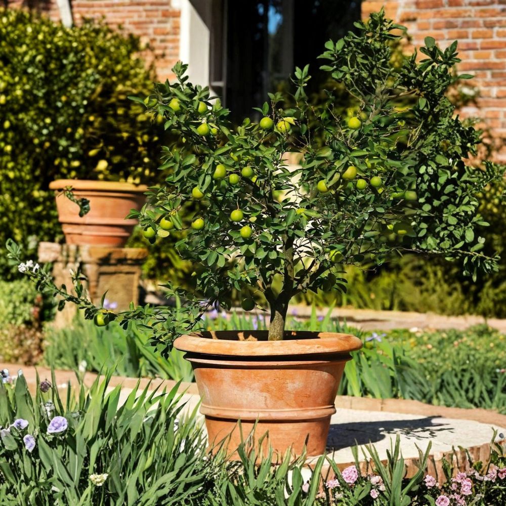 Mexican Key Lime Tree – Citrus aurantiifolia Live Sapling | 3–4 Inches Tall | Bare Root | Tropical Citrus Tree | Easy to Grow