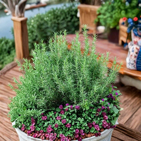 Upright Rosemary – Live Plant | 1 Gallon Trade Pot | Fully Rooted | 4–5 Feet Mature | Edible Aromatic Herb | Evergreen