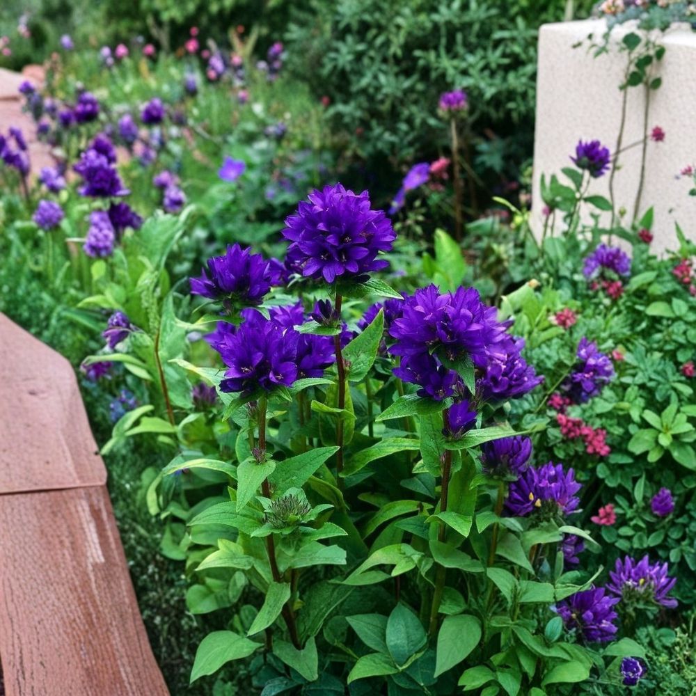 Purple Bellflower – 5 Bare Root Live Plants | Campanula glomerata 'Superba' | Hardy Perennial Flower