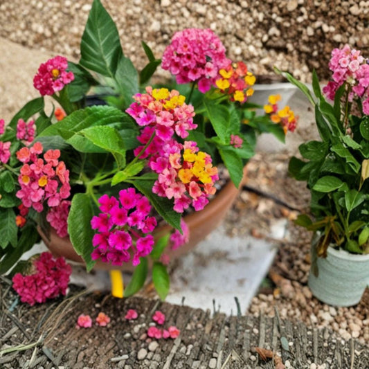 Set of 2 Lantana ‘Anne Marie’ Live Plants – 4–6 Inches Tall | Lantana camara | Pink Lavender Yellow Blooms | No Pot | Butterfly Garden & Container Friendly