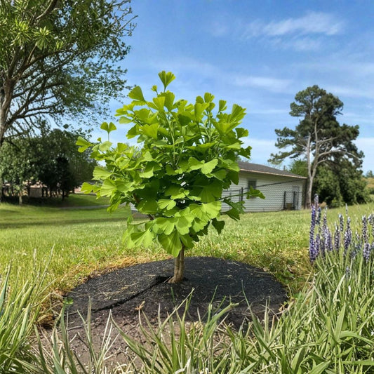 Ginkgo Biloba Tree Live Plant – Ginkgo Seedling | 6–12 Inch | Quart Pot | Hardy Deciduous Tree | Zones 3–9