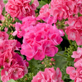Pink Geranium Live Starter Plant – Pelargonium Seedling | 4 Inches Tall | Ships Bare Root No Pot | Patio & Garden Friendly | Fast Growing Flower Plant