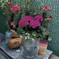 Maverick Violet Geranium Seeds – 10 Zonal Pelargonium Seeds | Vibrant Purple Annual Flowers | Pots & Garden Beds