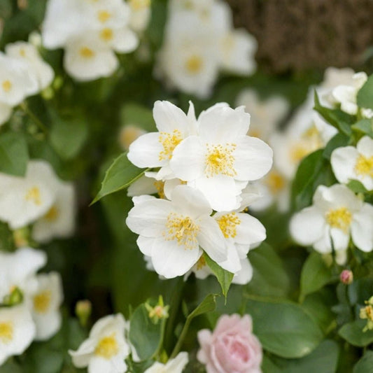 Sweet Mock Orange Plants – 5 Pack Bare Root | Philadelphus coronarius | 12–24 Inch Starter Shrubs | Fragrant White Blooms | Hardy Garden Hedge