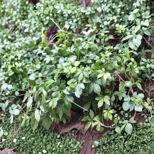 Jiaogulan Live Plants – 6 Organic Rooted Plants | Gynostemma pentaphyllum | Hardy Climbing Tea Vine