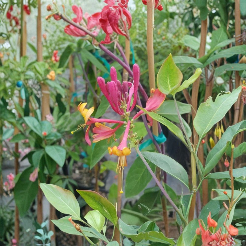 Pink Lemonade Honeysuckle – Lonicera Live Vine Plant | 3 Gallon Size | Fragrant Pink Flowers | Attracts Hummingbirds & Pollinators | Easy to Grow