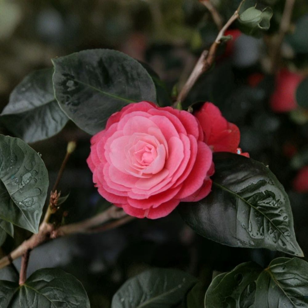 April Kiss Camellia Japonica – Live Rooted Starter Plant | Ships in Nursery Pot | Evergreen Flowering Shrub | Rare Variety | Shade Garden Favorite