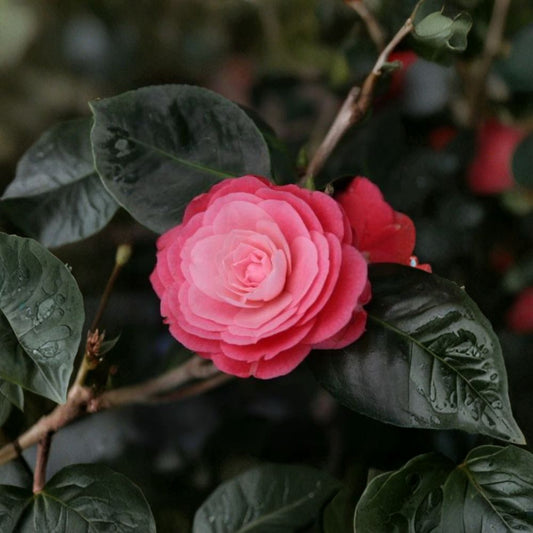 April Kiss Camellia Japonica – Live Rooted Starter Plant | Ships in Nursery Pot | Evergreen Flowering Shrub | Rare Variety | Shade Garden Favorite