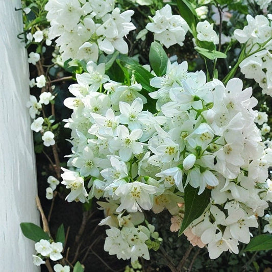 New Jersey Tea – Ceanothus americanus Live Plant | Native Flowering Shrub | Fragrant White Blooms | Butterfly & Hummingbird Plant | Drought Tolerant | Easy to Grow
