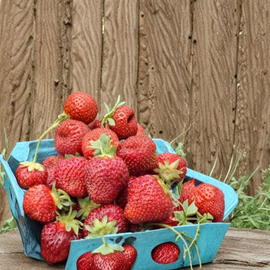 Honeoye Strawberry – Fragaria × ananassa 'Honeoye' Live Bare Root Plants | Set of 25 | June-Bearing | Large Sweet Berries