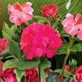 Geranium Maverick Rose – Pelargonium Seeds | 1,000 Seeds | Pastel Rose Blooms | Robust Garden Geranium | Pot & Landscape Friendly | Easy to Grow