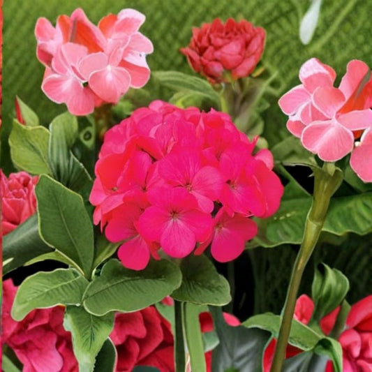 Geranium Maverick Rose – Pelargonium Seeds | 1,000 Seeds | Pastel Rose Blooms | Robust Garden Geranium | Pot & Landscape Friendly | Easy to Grow