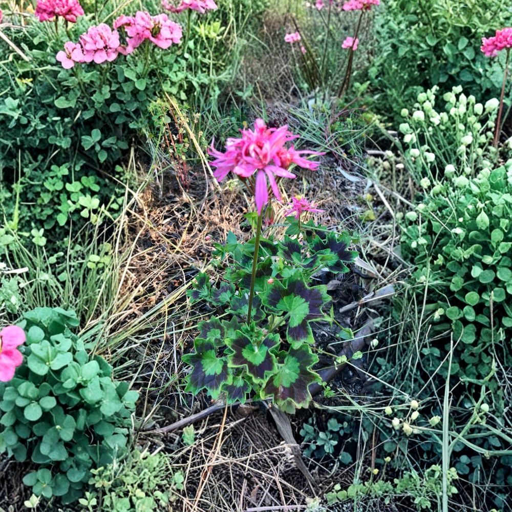 Rare Spiky Pink Pelargonium Geranium – 6 Inch Live Plant Cutting | Salmon Pink Bloom Clusters | Hardy Flowering Plant | Patio & Garden Friendly