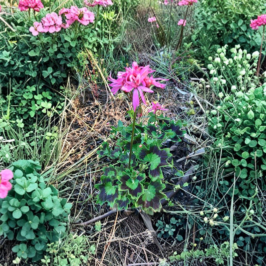 Rare Spiky Pink Pelargonium Geranium – 6 Inch Live Plant Cutting | Salmon Pink Bloom Clusters | Hardy Flowering Plant | Patio & Garden Friendly