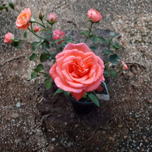 Tropicana Hybrid Tea Rose – Rosa Hybrid Live Plant | 2 Gallon Rose Bush | Vibrant Orange Blooms | Fragrant Flowering Shrub | Two-Year-Old Field Grown Plant