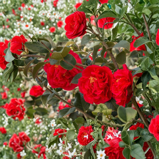 Kramer's Supreme Camellia Japonica Live Plant – Deep Crimson Red | Well-Rooted Starter | 3" Pot | Evergreen Flowering Shrub | Zones 7–10