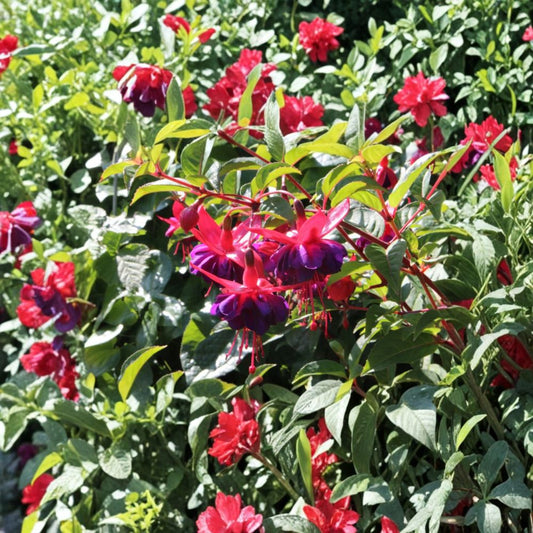 Dollar Princess Fuchsia Live Plant – Fuchsia ‘Dollar Princess’ | 5 Inch Pot | Cascading Flowering Plant | Shade Garden