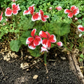 Rare Red & White Zonal Geranium Cutting – Fresh Pelargonium Starter Cutting | Hardy Flowering Plant | Easy to Root