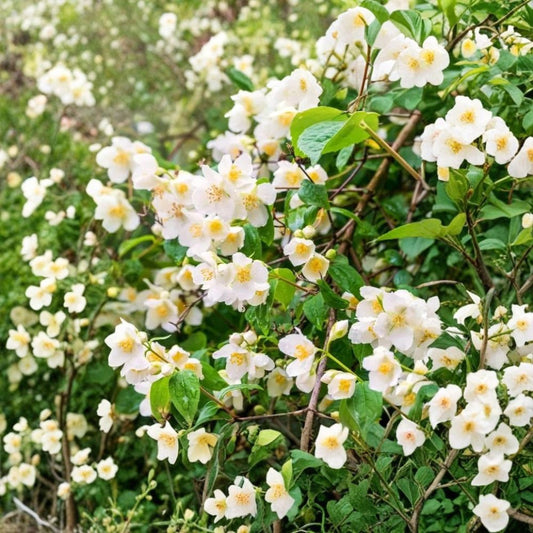 Sweet Mock Orange Plant – Bare Root | Philadelphus coronarius | 12–24 Inch Starter Shrub | Fragrant White Spring Flowers | Classic Garden Favorite