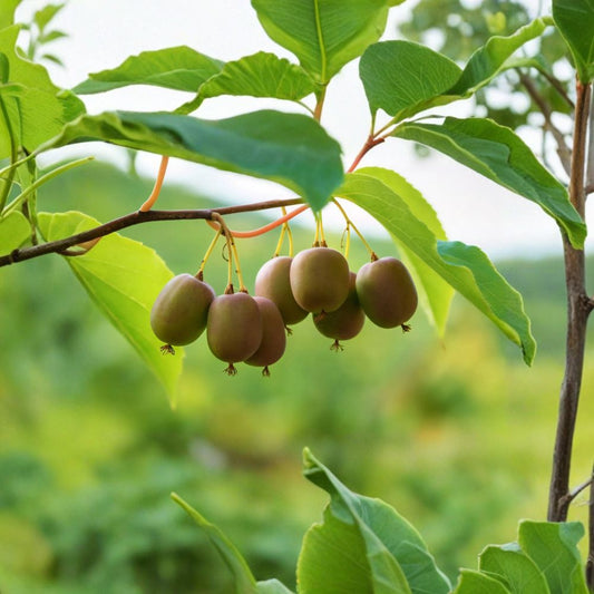 Kiwi Berry Male ‘Meader’ Live Plant – 3 Year Old | 18–24 Inches | Actinidia arguta | 1 Gallon Grown | Male Pollenizer | Zones 4–8 | Bare Root Shipping
