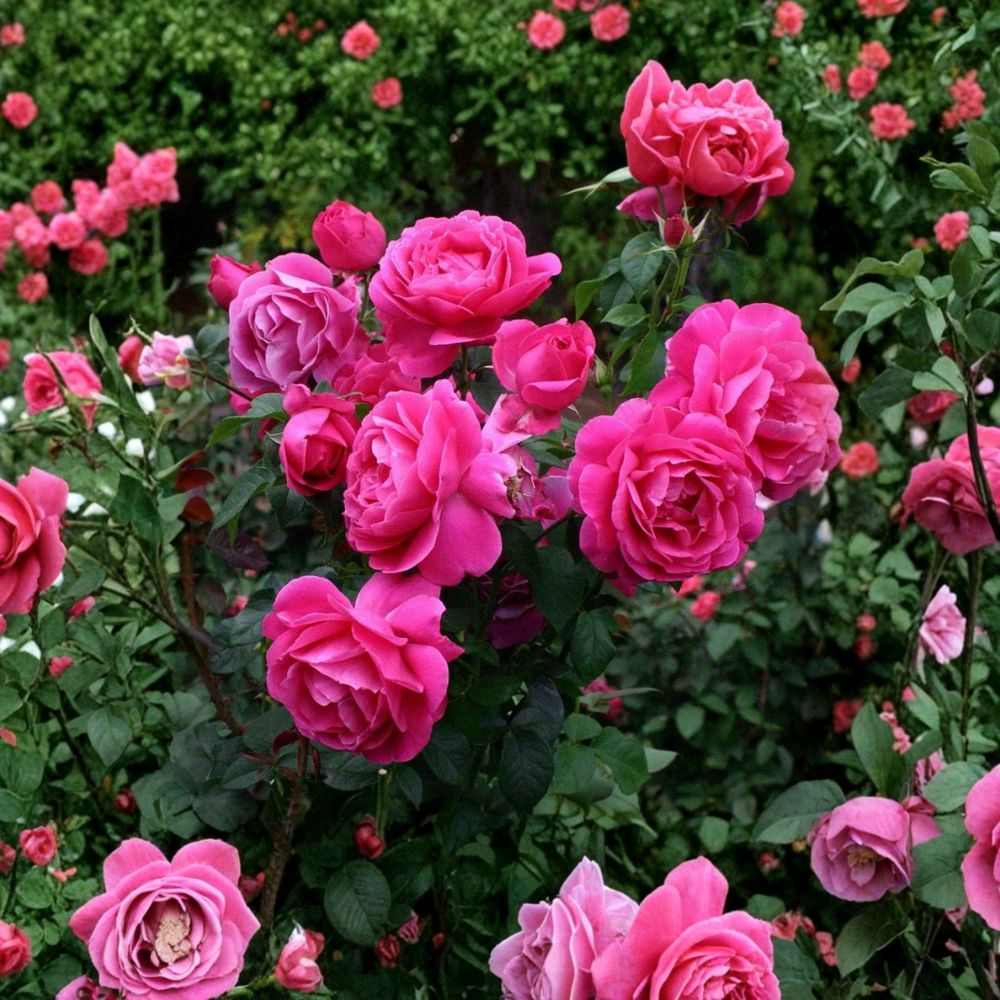 Grande Dame Hybrid Tea Rose – Rosa Live Starter Plant | 4–5 Inches Tall | Deep Pink Blooms | Fragrant Flowering Rose