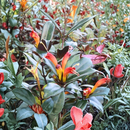 Black Pagoda Lipstick Plant – Aeschynanthus longicaulis | Live 2 Inch Pot | Trailing Tropical Houseplant | Easy Care