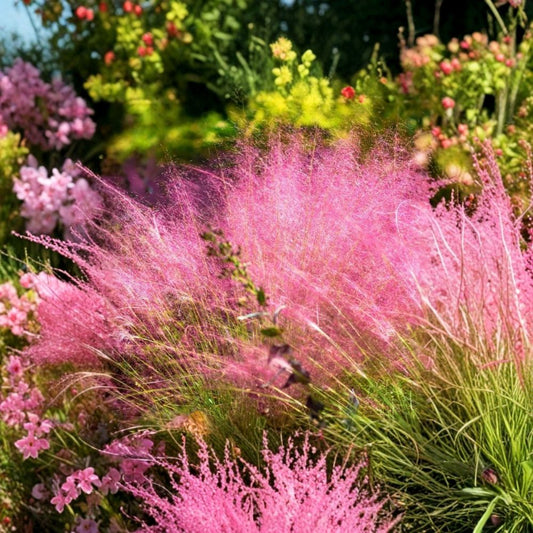 Pink Muhly Grass Live Plant – Muhlenbergia capillaris | 4–6" Starter | Pink Plumes | Ornamental Grass | Ships Without Pot