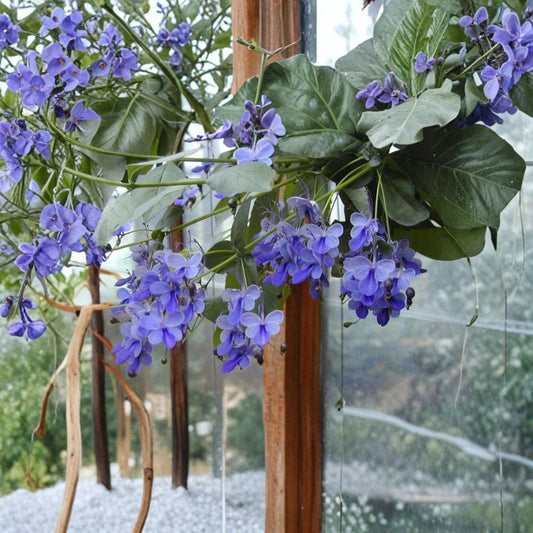 Blue Butterfly Bush 'Blue Wings' – Clerodendrum ugandense Live Rooted Starter Plant | Bare Root | Tropical Flowering Shrub | Easy to Grow