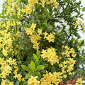 Rare Yellow Ixora Coccinea Seeds – 5 Jungle Geranium Seeds | Tropical Flowering Shrub | Patio & Container Friendly | Easy to Grow Exotic Plant
