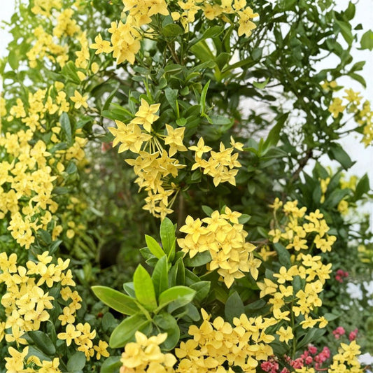Rare Yellow Ixora Coccinea Seeds – 5 Jungle Geranium Seeds | Tropical Flowering Shrub | Patio & Container Friendly | Easy to Grow Exotic Plant