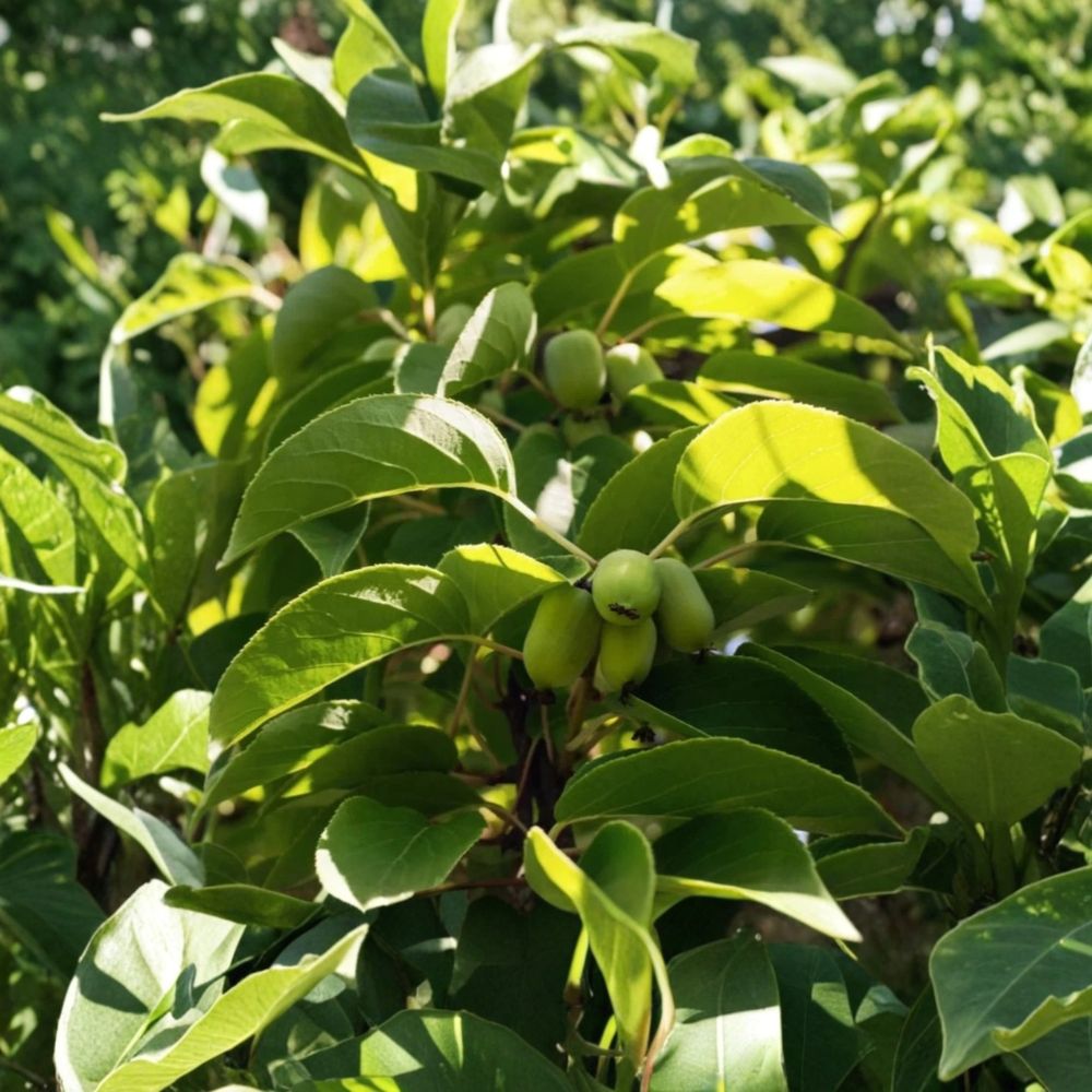 Kiwi Prolific – Live Starter Fruit Vine | 4–6 Inch Plant | Actinidia deliciosa | Bare Root Starter (No Pot)