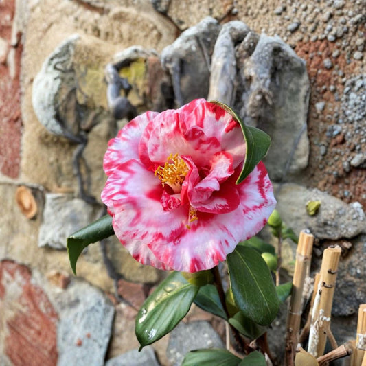Adolphe Audusson Camellia – Camellia japonica Live Starter Plant | 3 Inch Pot | Unique Bloom | Well Rooted | Evergreen Flowering Shrub | Zones 7–10